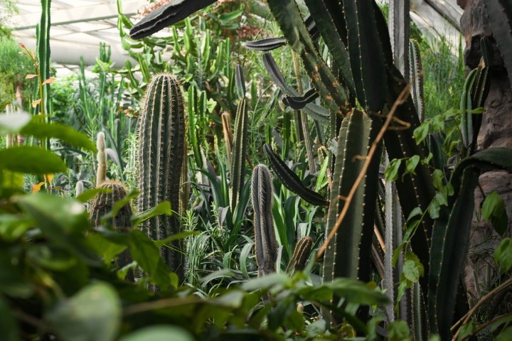 A dense cactus greenhouse photographed by Linhan Fan